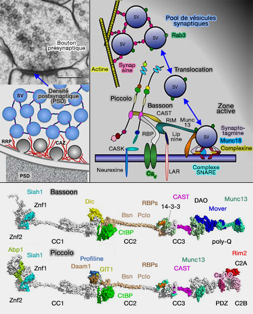 Protéines d'échafaudage Bassoon et Piccolo
