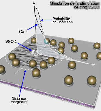 Libération calcique 