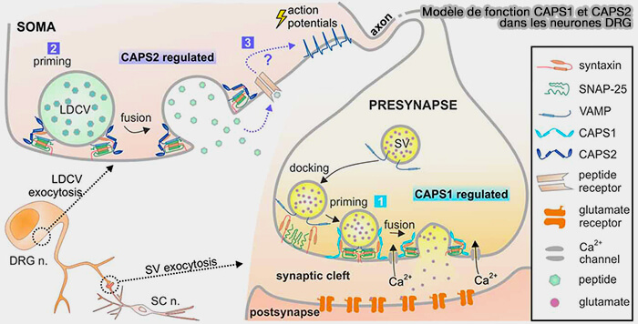 Modèle de fonction CAPS1 et CAPS2 dans les neurones DRG