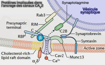 Protéines impliquées dans l'ancrage des canaux CaV2