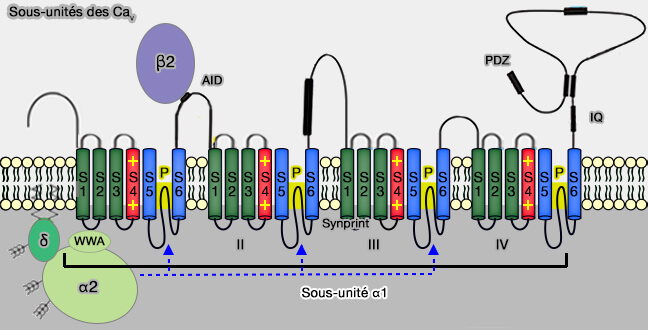 Sous-unités des Cav/VGCC