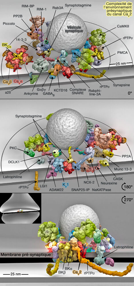 Complexité de l'environnement présynaptique de Cav2