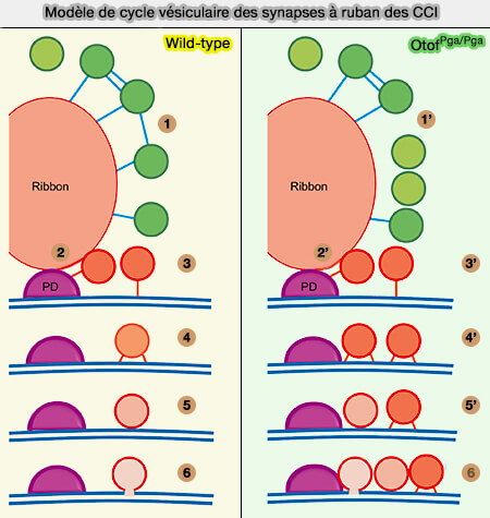Modèle du rôle de l'otoferline dans l'exocytose