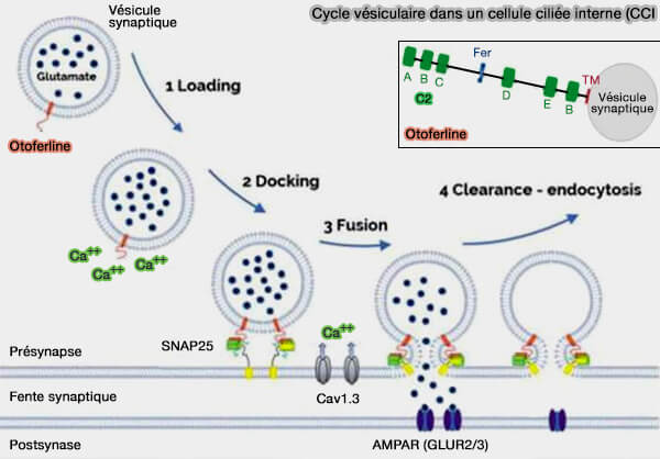 Cycle vésiculaire d'une cellule ciliée interne (CCI)
