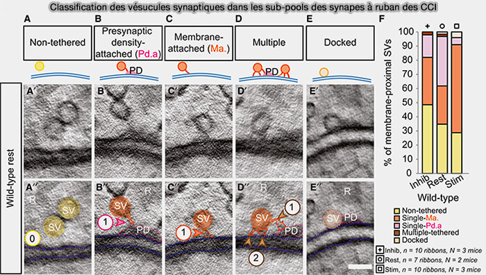 Classification des vésicules synaptiques dans les sub-pools des synapses à ruban des CCI