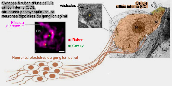 Synapse à ruban d'une cellule ciliée interne (CCI)