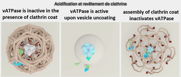 Acidification et revêtement de clathrine