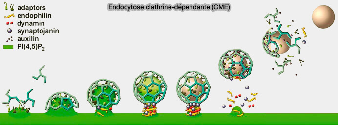 Endocytose clathrine-dépendante (CME)