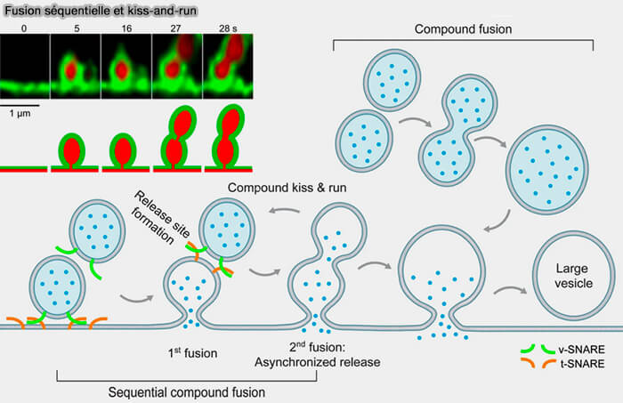 Fusion séquentielle, fusion composée et kiss-and-run