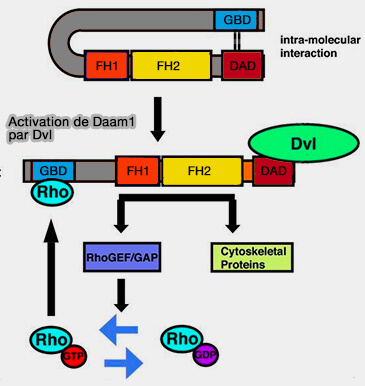 Interactions Piccolo/Daam1