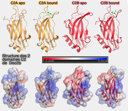 Structure des 2 domaines C2 de Doc2b 