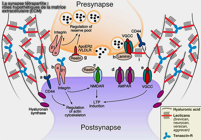 Synapse tétrapartite : rôles de la matrice extracellulaire (ECM)