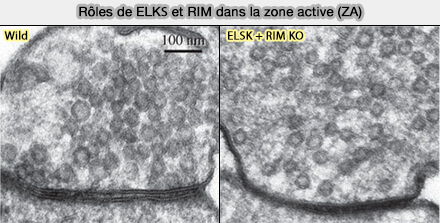 Rôles de ELKS et RIM dans la zone active (ZA)