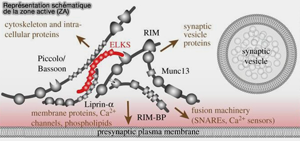 ELKS et zone active (ZA)