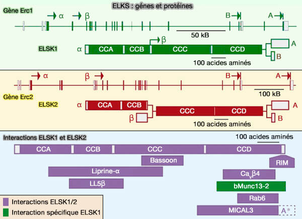 ELKS (gènes et protéines) et interactions