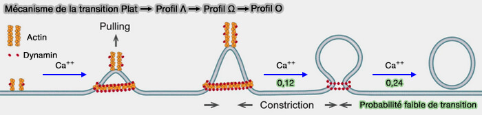 Mécanisme de la transition Plat ➞ Λ ➞ Ω ➞ Ο