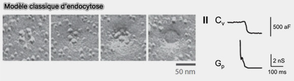 Modèle classique d'endocytose