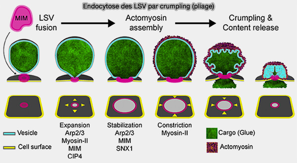 Endocytose des LSV par crumpling (pliage)