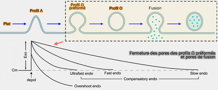 Fermeture des pores des profils Ω préformés et pores de fusion