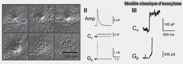 Modèle classique d'exoocytose