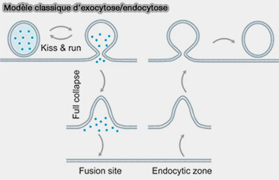 Modèle d'exocytose/endocytose classique