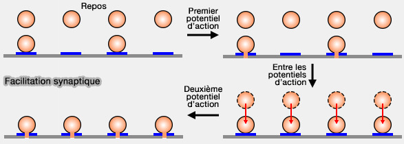 Facilitation synaptique