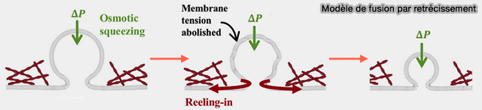 Modèle de fusion par rétrécissement