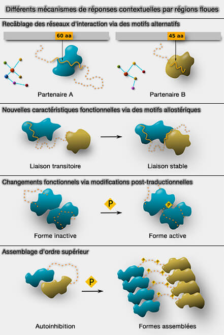 Différentes réponses contextuelles par régions " floues "