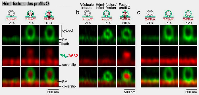 Hémifusions des profils Ω