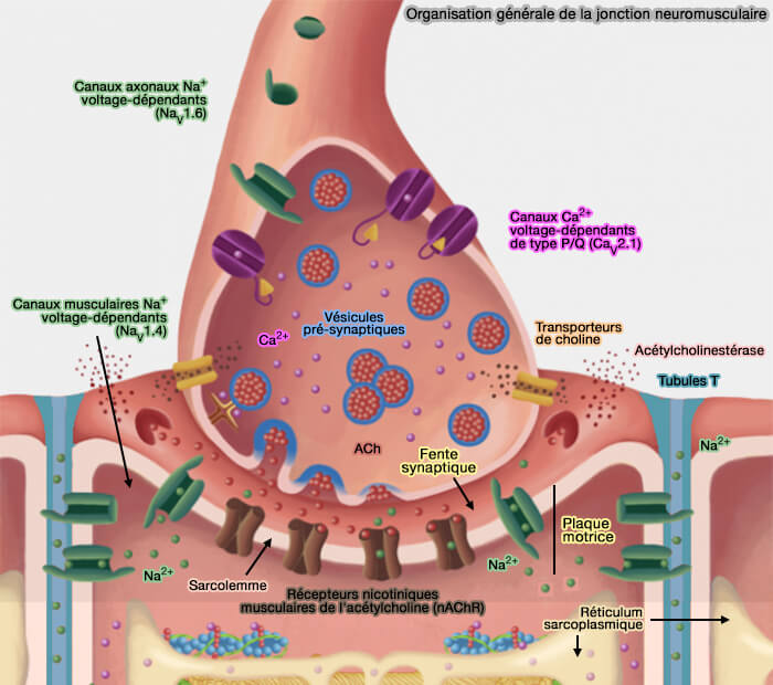 Organisation générale de la jonction neuromusculaire