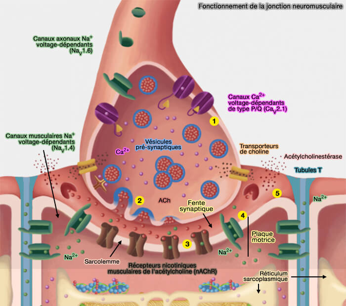 Fonctionnement de la jonction neuromusculaire