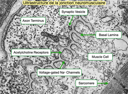 Ultrastructure de la jonction neuromusculaire