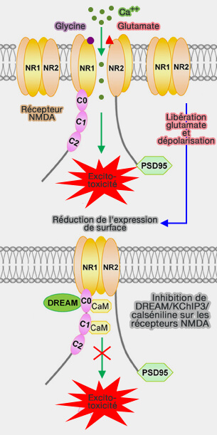 Inhibition des NMDAR par KChIP3