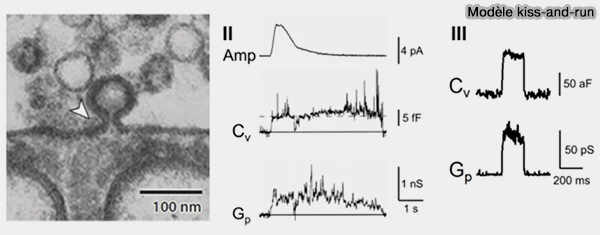 Modèle Kiss-and-run (KAR)