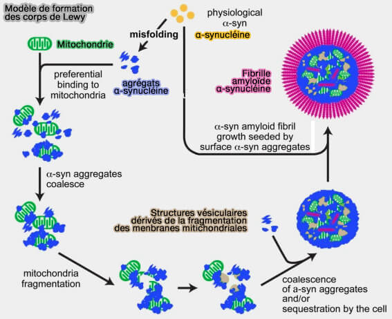 Modèle de formation des corps de Lewy
