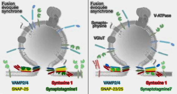Les deux libérations évoquées