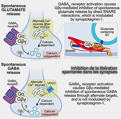Inhibition de la libération spontanée