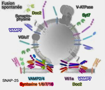 Libération spontanée