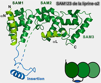 Domaines SAM de la liprine-α