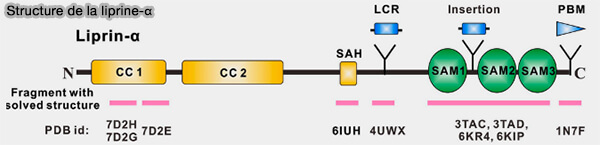 Structure de la liprine-α