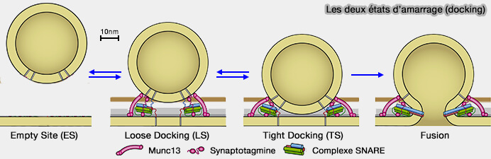 Les deux états d'amarrage LS et DS