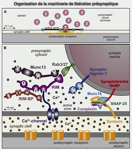 Machinerie de libération présynaptique 