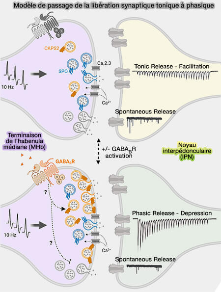 Modèle du récepteur GABAB dans la MHb