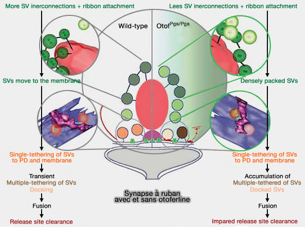 Fonctions de l'otoferline