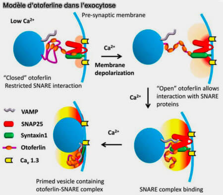 Modèle du rôle de l'otoferline dans l'exocytose