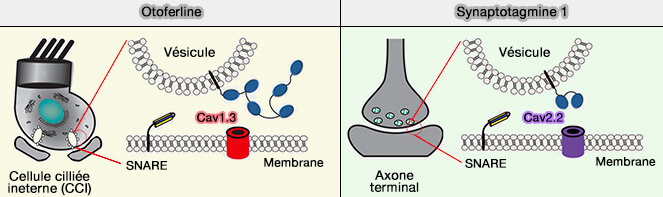 Otoferline et synaptotagmine 1