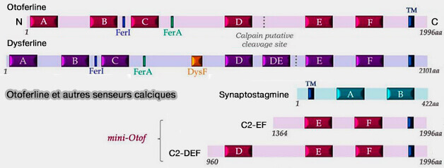 Otoferline et autres senseurs calciques