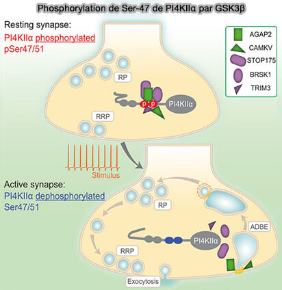 Phosphorylation de Ser-47 de PI4KIIα par GSK3β