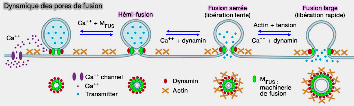 Dynamique des pores de fusion