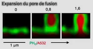 Expansion du pore de fusion